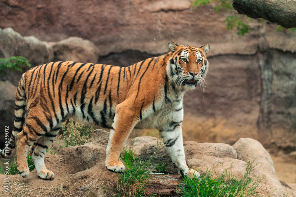 Naklejka premium View of an adult tiger and his family in a natural zoo. Moving, interacting and resting. On a cloudy day. No people, just in their natural environment.