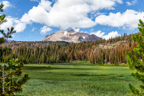 The majestic Lassen Peak rises in the distance, surrounded by dense evergreen forests under a vibrant blue sky with fluffy clouds. A lush green meadow stretches across the foreground.