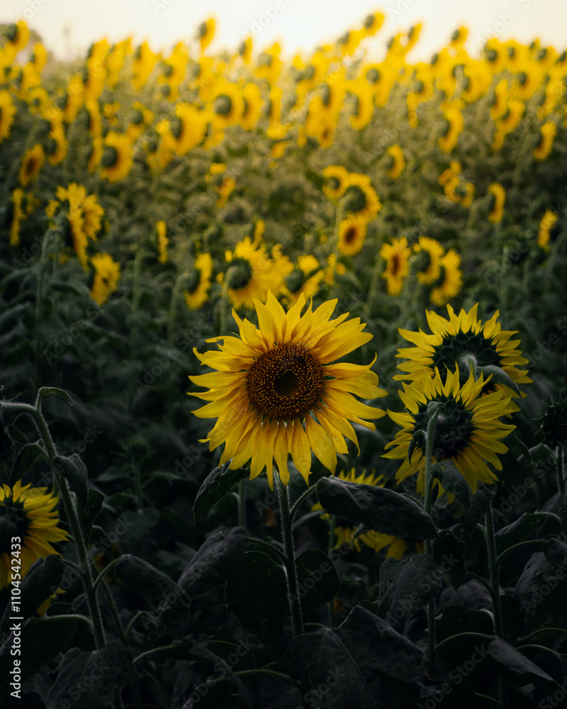 Fototapeta premium field of sunflowers