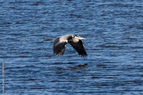 A gray heron (Ardea cinerea) gliding over the blue shallow waters of the Tablas de Daimiel in the center of the Iberian Peninsula photo