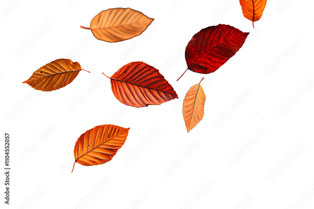 Vibrant autumn leaves mid-air, rich red, golden yellow, burnt orange, transparent background or white background Vibrant autumn leaves mid-air, rich red, golden yellow, burnt orange, transparent background or white background