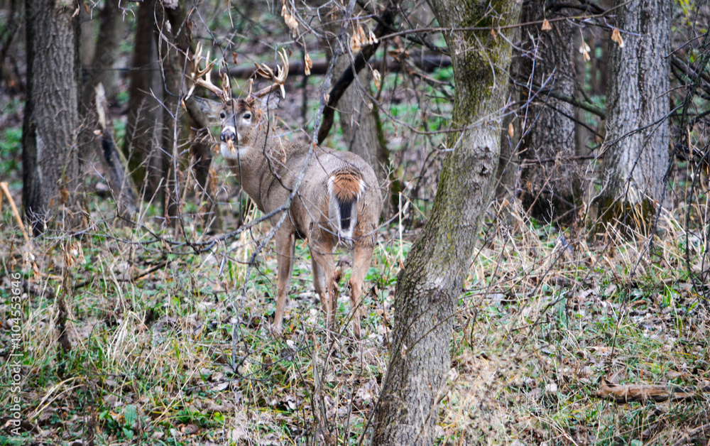 Michigan Buck and his Does