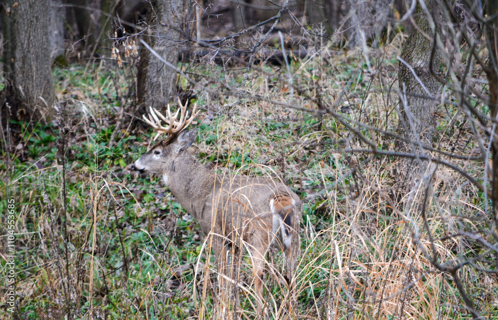 Michigan Buck and his Does