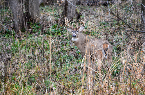 Michigan Buck and his Does