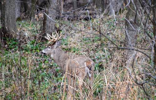 Obraz na płótnie Michigan Buck and his Does w salonie