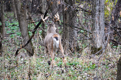 Obraz na płótnie Michigan Buck and his Does w salonie