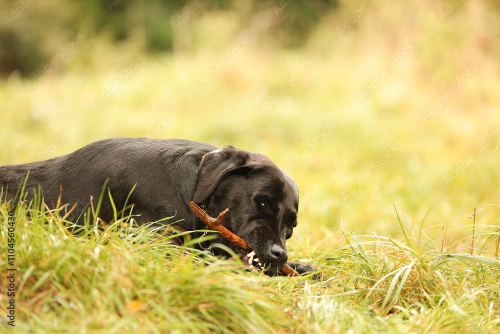 Adorable Labrador Retriever dog playing with stick on green grass. Space for text Adorable Labrador Retriever dog playing with stick on green grass. Space for text