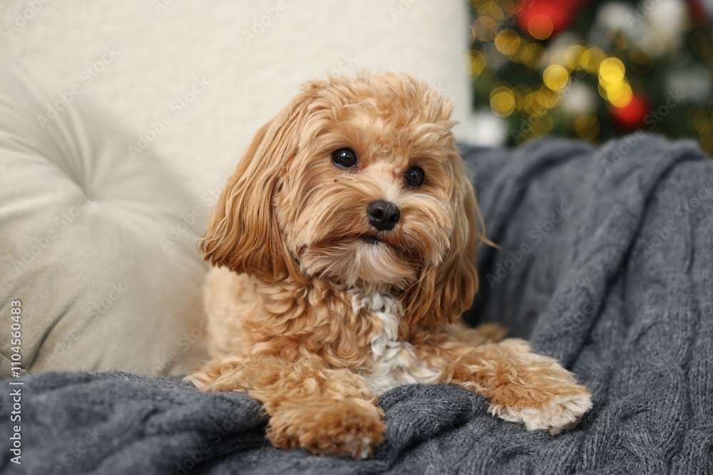 Cute Maltipoo dog with in armchair at home Cute Maltipoo dog with in armchair at home