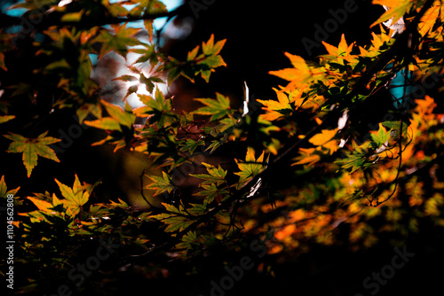 太陽に照らされる紅葉の葉