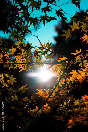 太陽に照らされる紅葉の葉