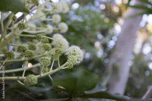 光に照らされる綿