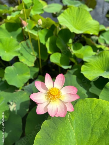A pink water lily blooms amidst green lily pads in a serene pond, showcasing nature's beauty with delicate petals and a bright yellow stamen.