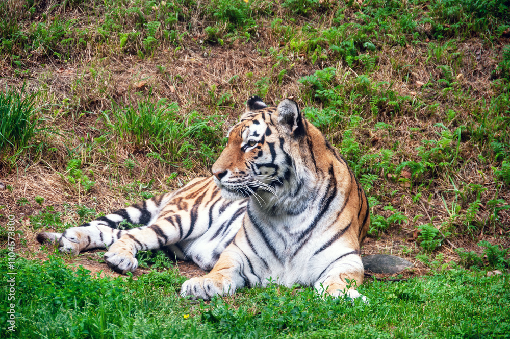 A tiger is laying in the grass, looking at the camera A tiger is laying in the grass, looking at the camera
