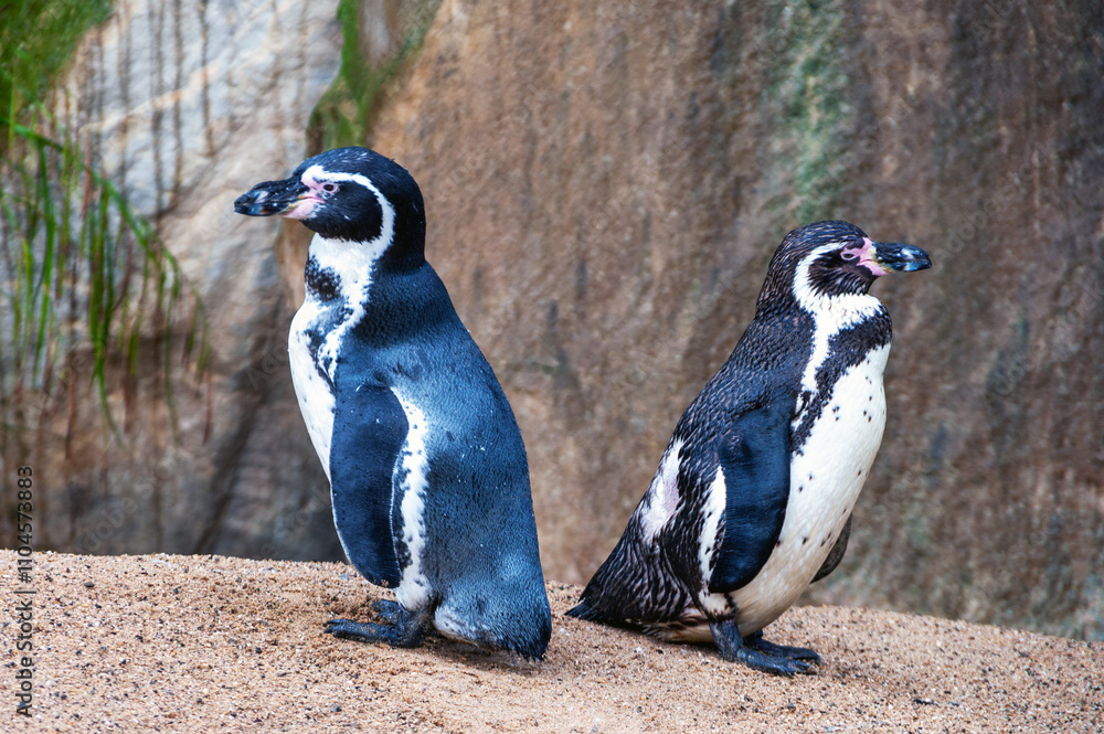 Obraz premium Two penguins are standing on a rocky beach