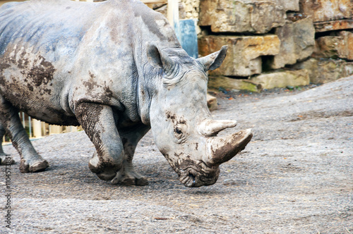 A rhino is walking on a dirt road