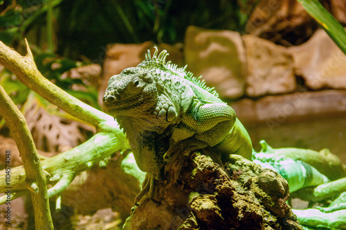 A green iguana is laying on a log in a tank
