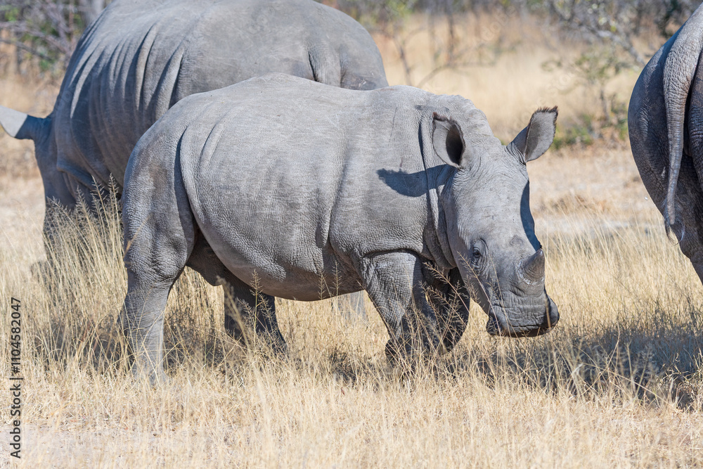 Obraz premium Baby White Rhino Feeding on the Grass