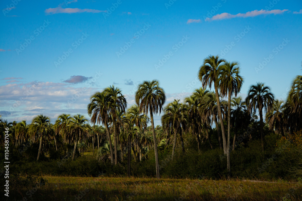 Palmeras en el Parque Nacional El Palmar Argentina Palmeras en el Parque Nacional El Palmar Argentina