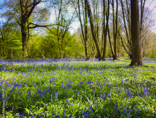 A vintage photo of bluebells in a wood