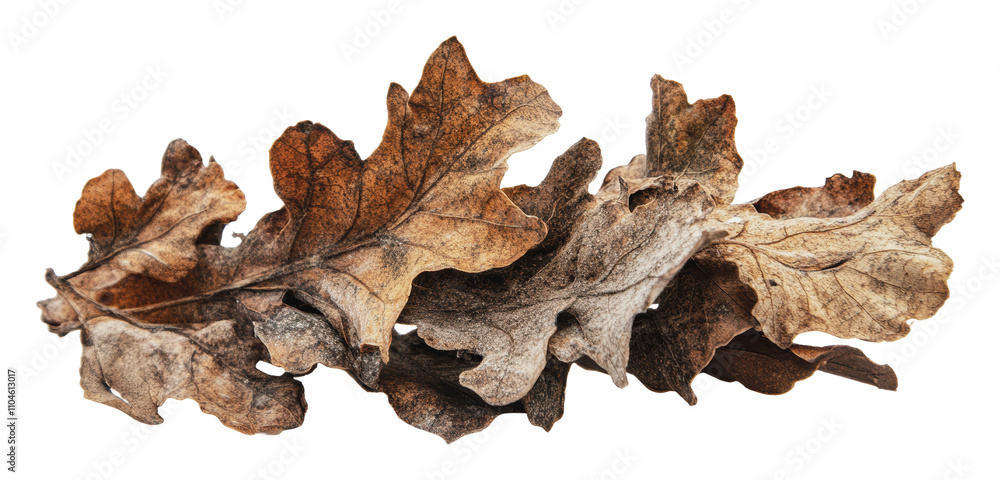 Fallen oak leaves scattered on a white background, cut out - stock png. Fallen oak leaves scattered on a white background, cut out - stock png.