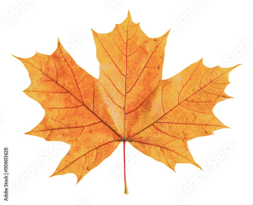 Wallpaper Mural Bright autumn maple leaf resting on a flat surface, cut out - stock png. Torontodigital.ca