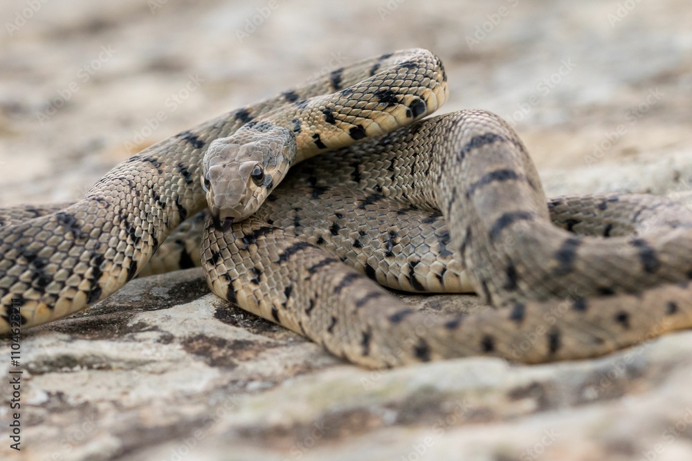 Fototapeta premium An Algerian Whip Snake, Hemorrhois algirus, found on the Island of Malta, there known as Serp Ahdar