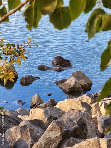 Beaver in the water photo