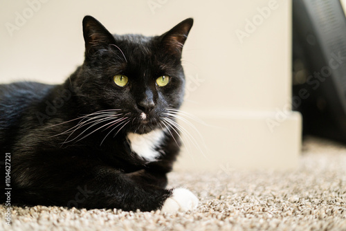 A tuxedo cat with black and white fur lounging on a carpet indoors