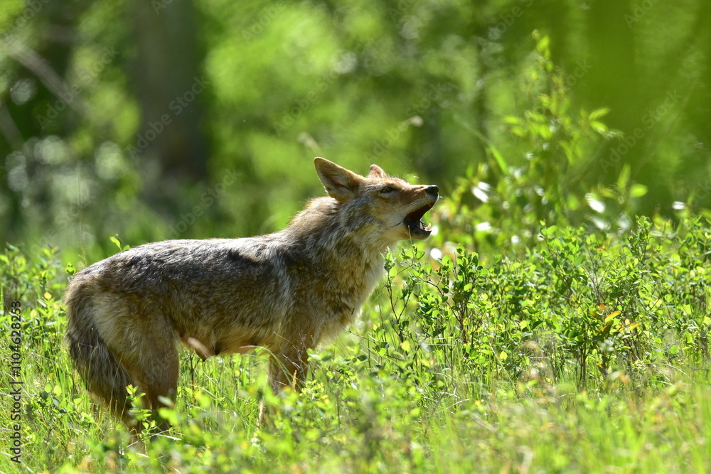 wild coyote in the grass, Coyote, female wild coyote in the grass, Coyote, female