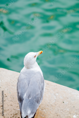 Seagull Enjoying a Serene View by the Venetian Waterside With Turquoise Background