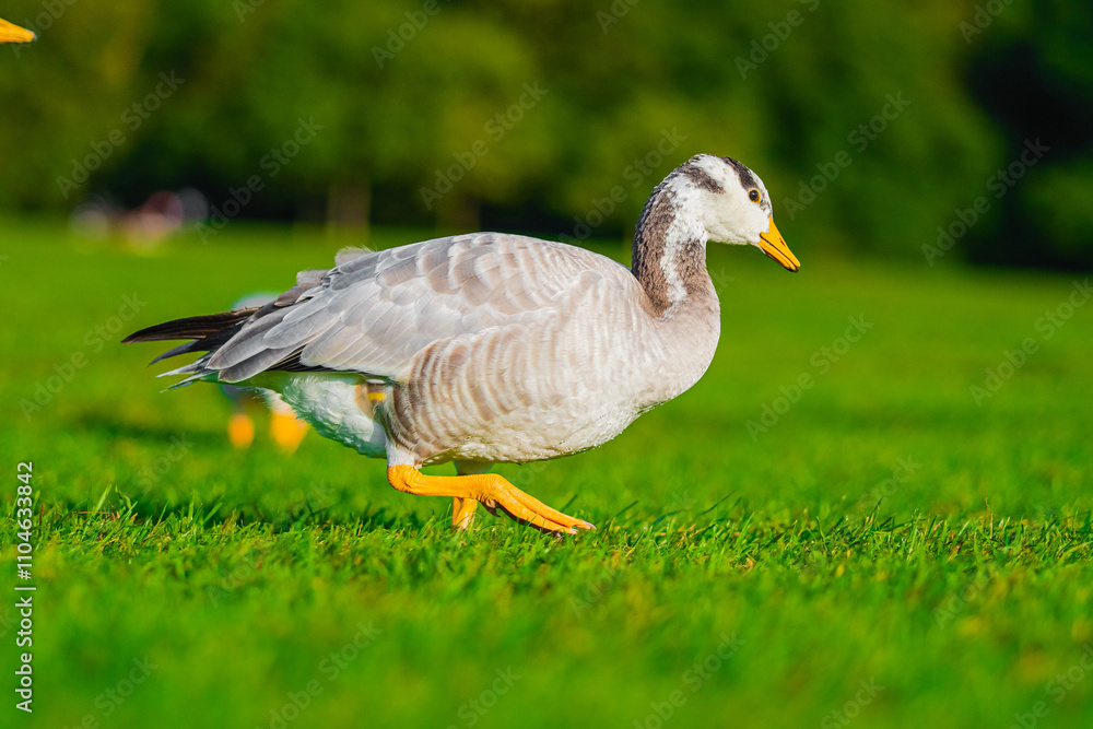 Bar-Headed Goose Walking Gracefully on a Vibrant Green Field Under Clear Skies Bar-Headed Goose Walking Gracefully on a Vibrant Green Field Under Clear Skies