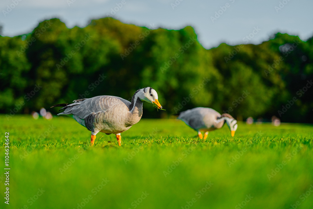 Fototapeta premium Bar-Headed Goose Grazing Peacefully in a Vibrant Green Meadow Under Clear Skies
