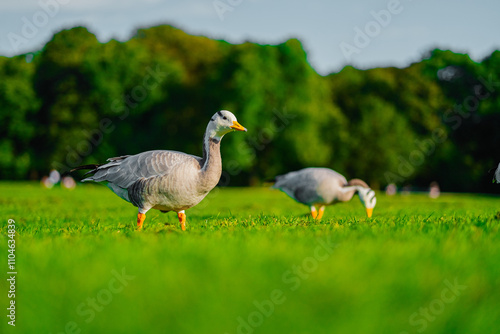 Wild Geese Grazing Peacefully in a Lush Green Field with Trees in the Background on a Clear Day