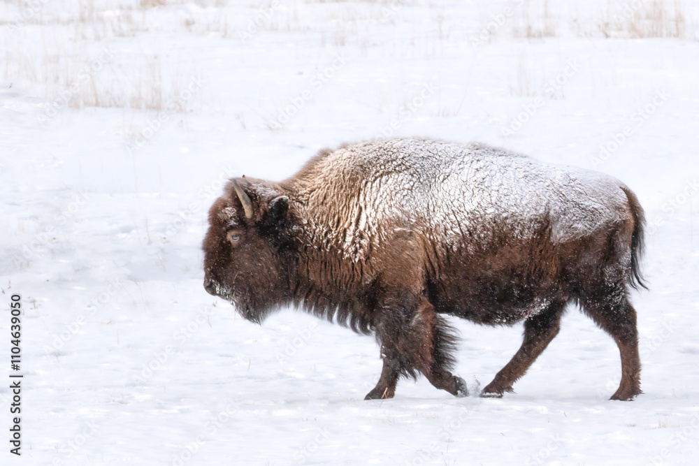 Yellowstone Bison Walking in the Snow Yellowstone Bison Walking in the Snow