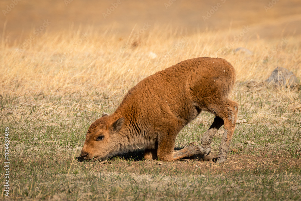 Fototapeta premium Bison Calf Settling to the Ground