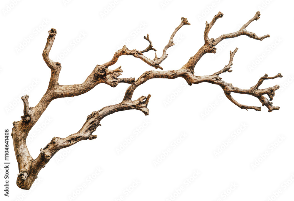 Intricate textured dry tree branch, cut out - stock png. Intricate textured dry tree branch, cut out - stock png.