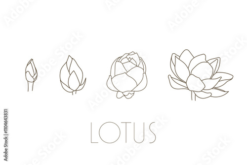 蓮の花　スイレン　水連　花　イラスト　線画　シンプル　透過