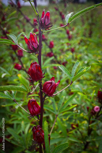 This appears to be the roselle plant (Hibiscus sabdariffa), commonly grown for its edible calyxes, which are used in teas, jams, and beverages.