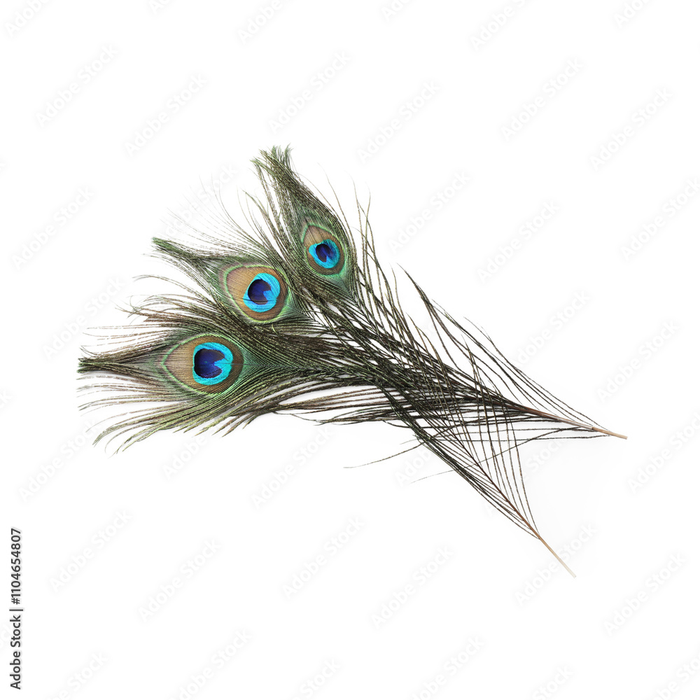 Obraz premium Three beautiful peacock feathers isolated on white