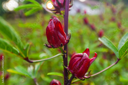This appears to be the roselle plant (Hibiscus sabdariffa), commonly grown for its edible calyxes, which are used in teas, jams, and beverages.