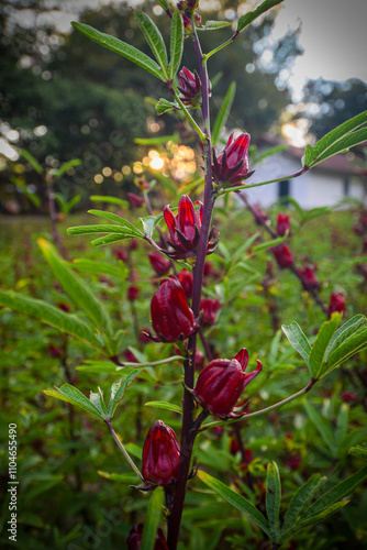 This appears to be the roselle plant (Hibiscus sabdariffa), commonly grown for its edible calyxes, which are used in teas, jams, and beverages.