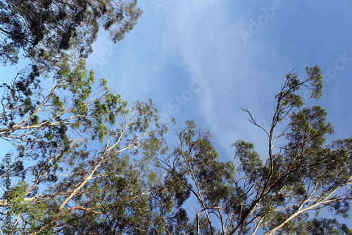 Tree canopy in a forest against a blue sky with wispy clouds