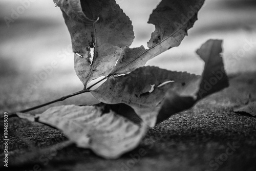 Fallen leaf during Autumn months