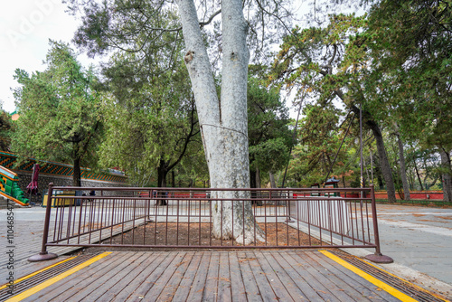 White Pine in the Pine Hall of Summer Palace in Beijing photo