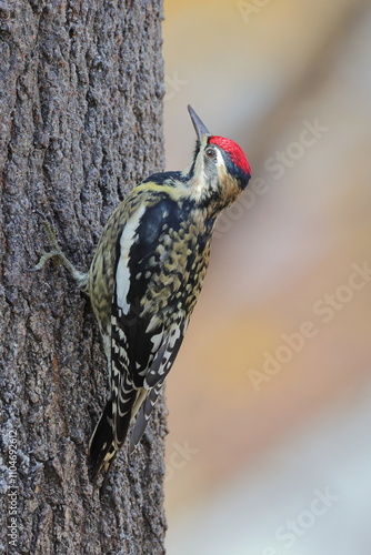 Yellow bellied sapsucker woodpecker on tree against blurry background.  photo