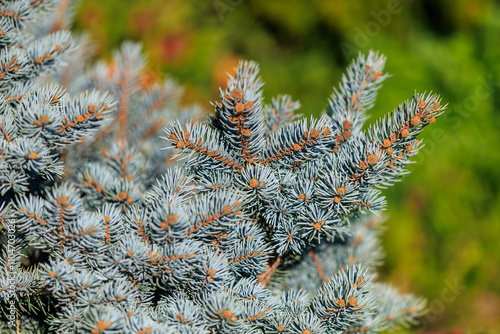 A tree with green leaves and brown tips photo