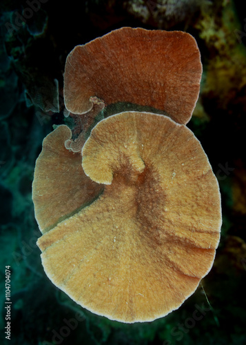 Montipora Foliosa Orange photo