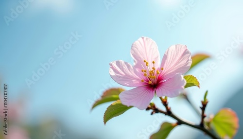  Blooming beauty against the sky