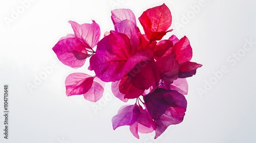 Vivid Pink Bougainvillea Flowers  Floral Background