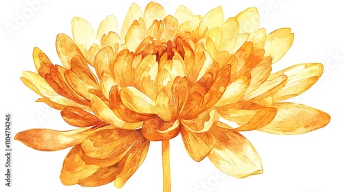 Watercolor Golden Chrysanthemum Flower  Botanical Illustration